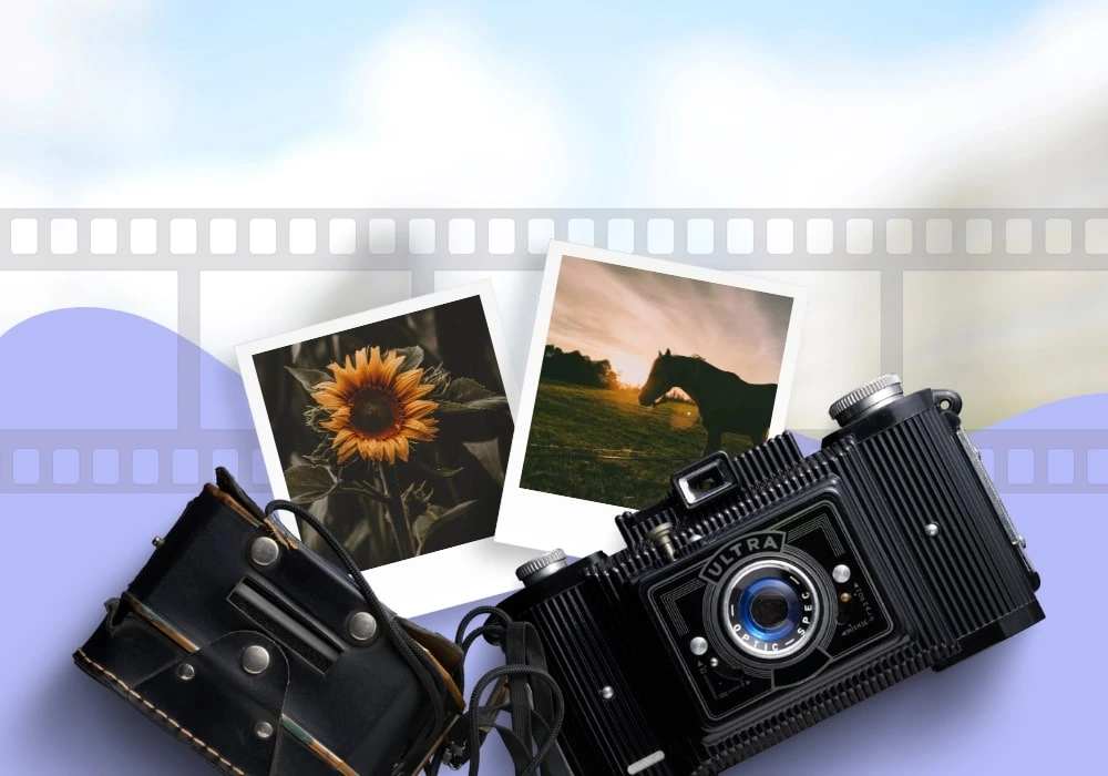 Photos of Sunflower and Horse